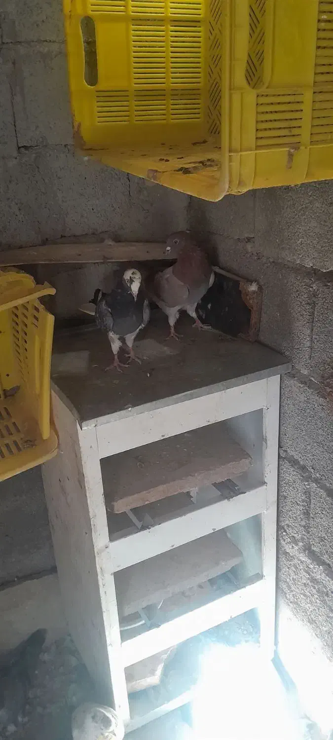 کبوتر|پرنده|ایوان, |دیوار