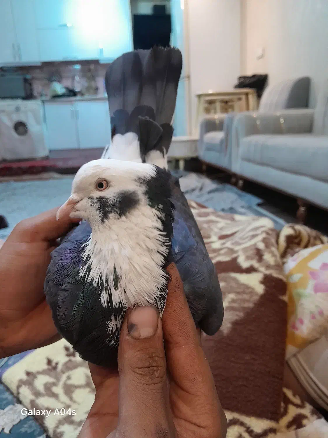 ی کفتر نر کاکلی شمرونی|پرنده|قرچک, شهرک طلائیه|دیوار