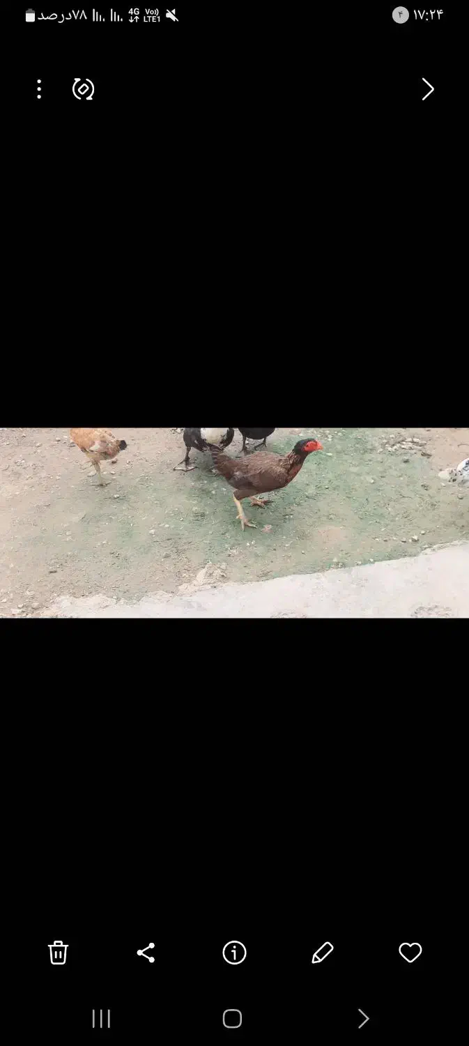 موتور سیکلت مرغ لاری اصل ۲عدد|پرنده|انبارآلوم, |دیوار