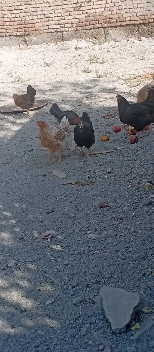 مرغ وخروس محلی|حیوانات مزرعه|نالوس, |دیوار