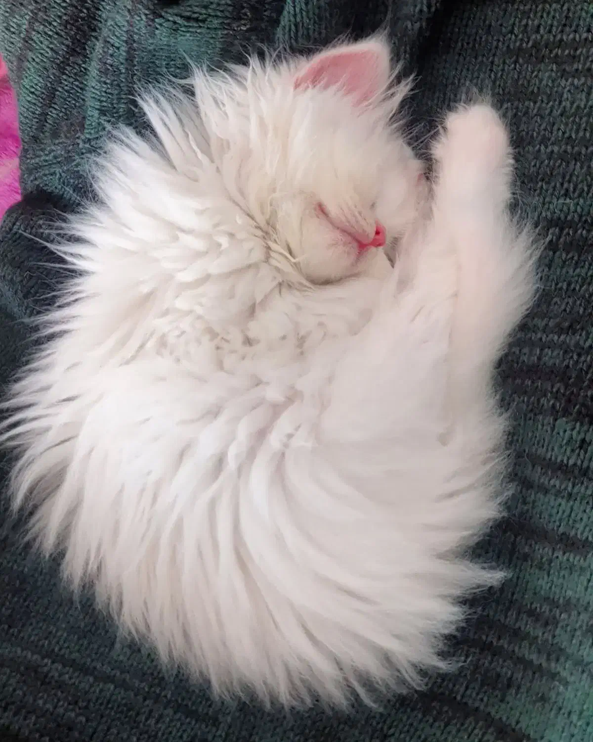 ۳تابچه گربه پرشین و هیمالین|گربه|تربت جام, کشتارگاه|دیوار