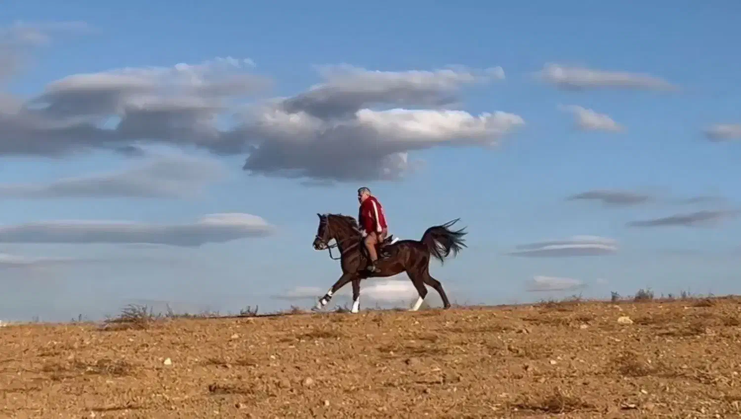مادیان دره شوری درجه یک|اسب و تجهیزات اسبسواری|اصفهان, شاهد|دیوار