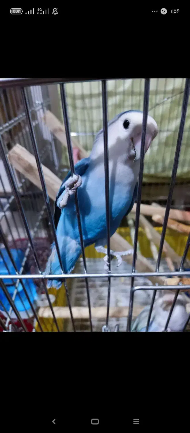 دو عدد طوطی برزیلی ۸ماه نر تقریبا مست ودستی|پرنده|کرج, حسن آباد|دیوار