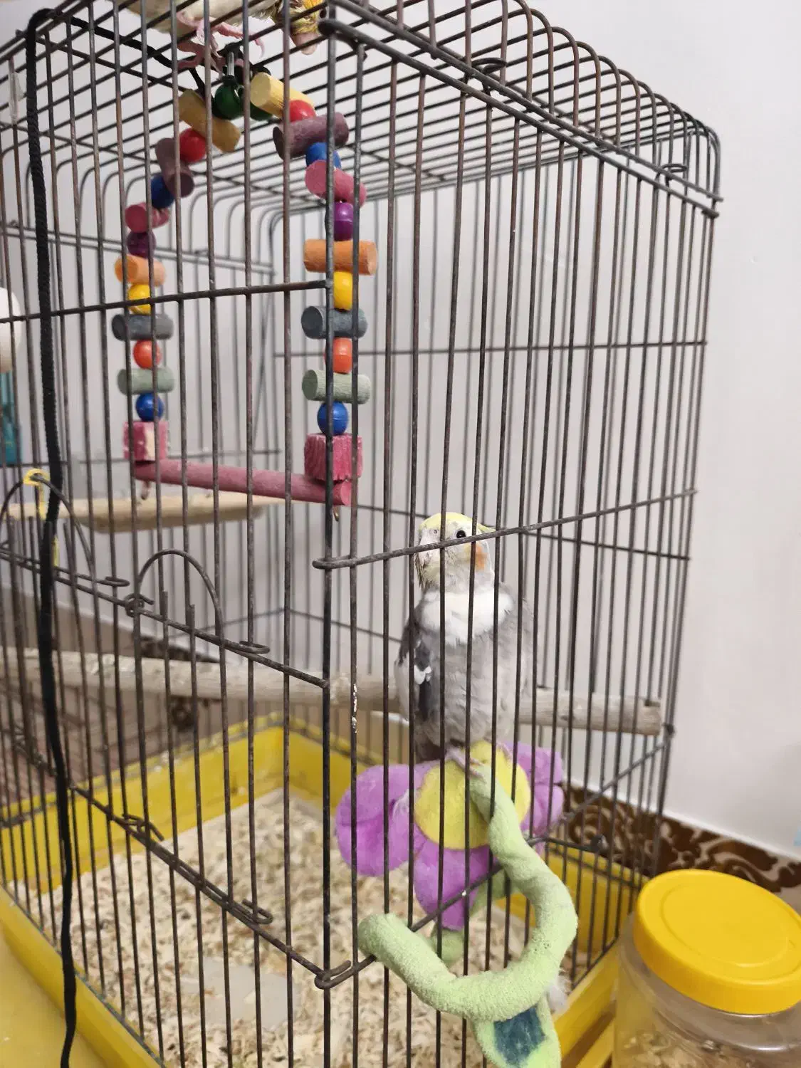 عروس هلندی ماده|پرنده|اسفراین, |دیوار