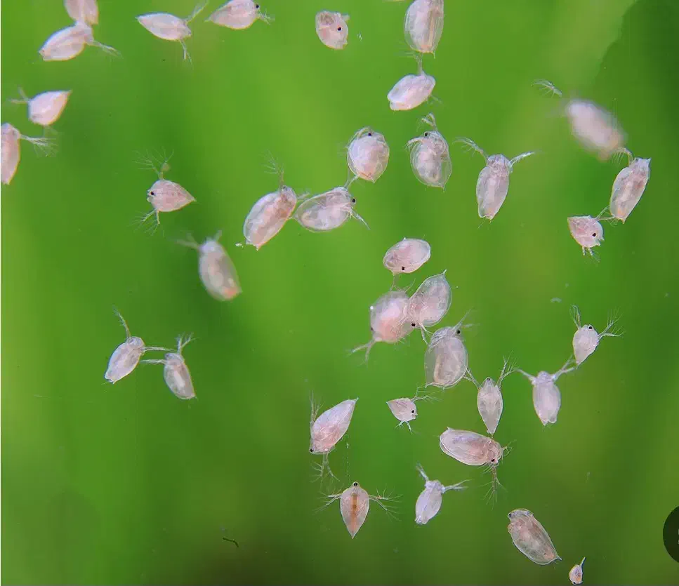 دافنی زنده|ماهی|مشهد, کارگران|دیوار