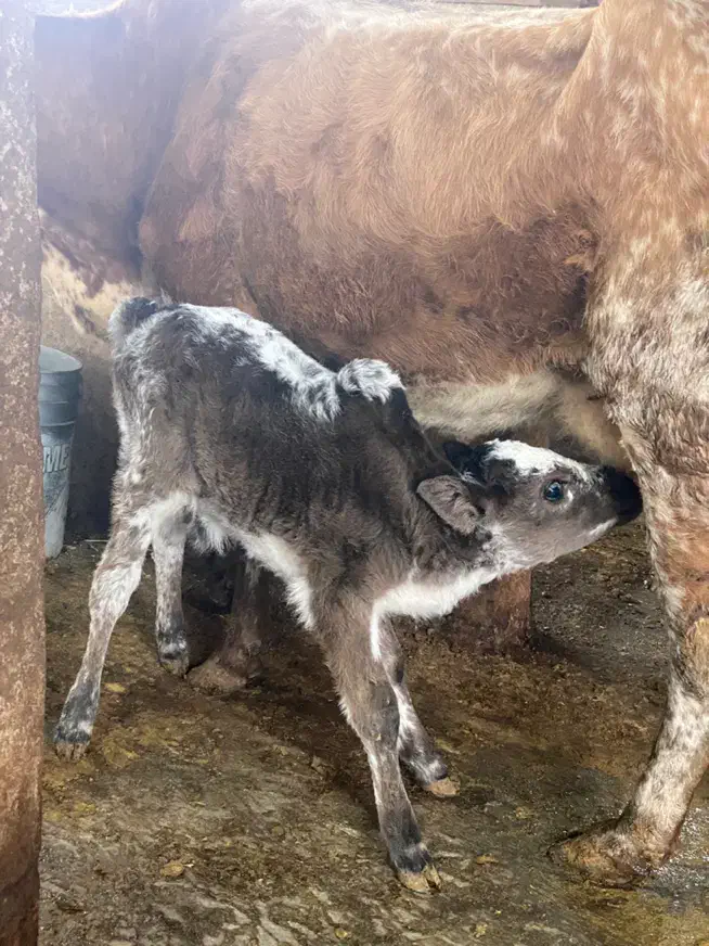 گاو و گوساله نر چالوسی|حیوانات مزرعه|رشت, سلیمانداراب|دیوار