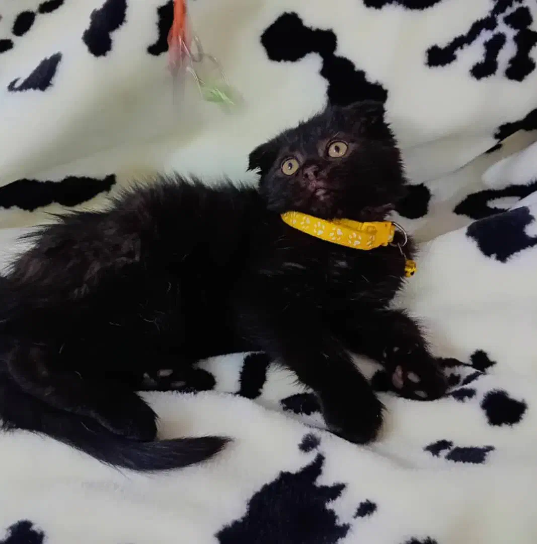 ۳ بچه گربه ۲ماهه|گربه|مشهد, ویلاشهر|دیوار