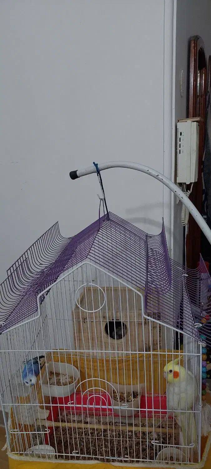 فروش عروس هلندی مولد و مرغ عشق با لوازم کامل|پرنده|خرمآباد (تنکابن), |دیوار