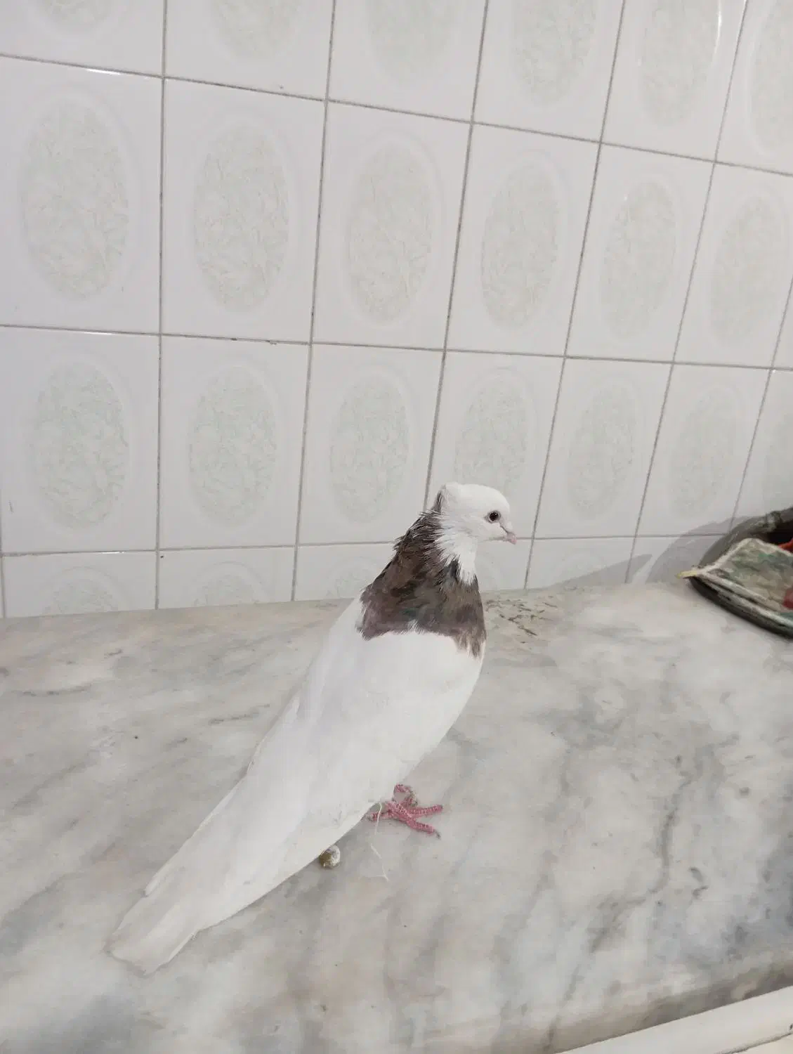 نر طوق خرمایی خال قدیم|پرنده|کرمانشاه, |دیوار