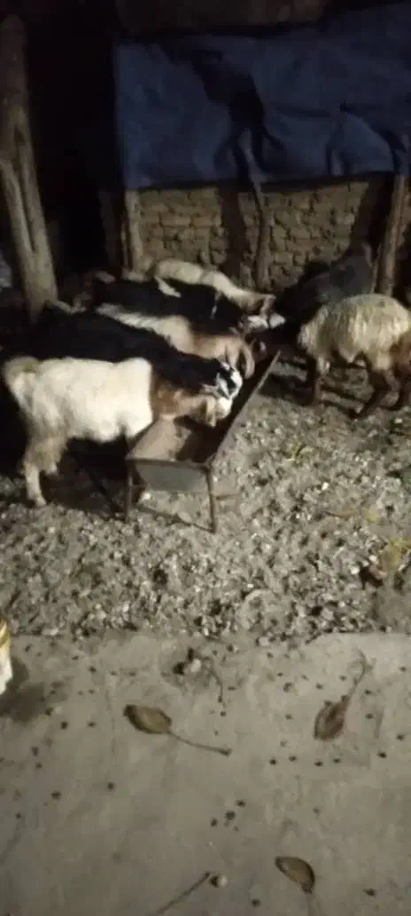 چپش چاق چاق برا کشتار کیلو ۳۱۵|حیوانات مزرعه|دورود, |دیوار