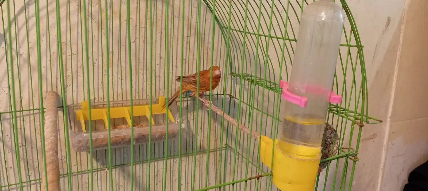 قناری ماده جوان مست|پرنده|مسجد سلیمان, |دیوار