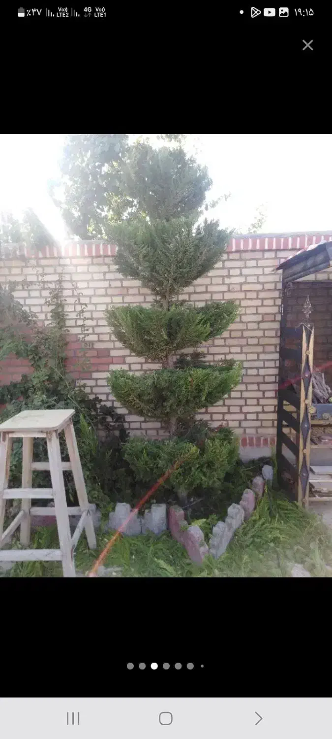 کلیه.امورات.باغبانی|خدمات باغبانی و درختکاری|سبزوار, امیر کبیر|دیوار