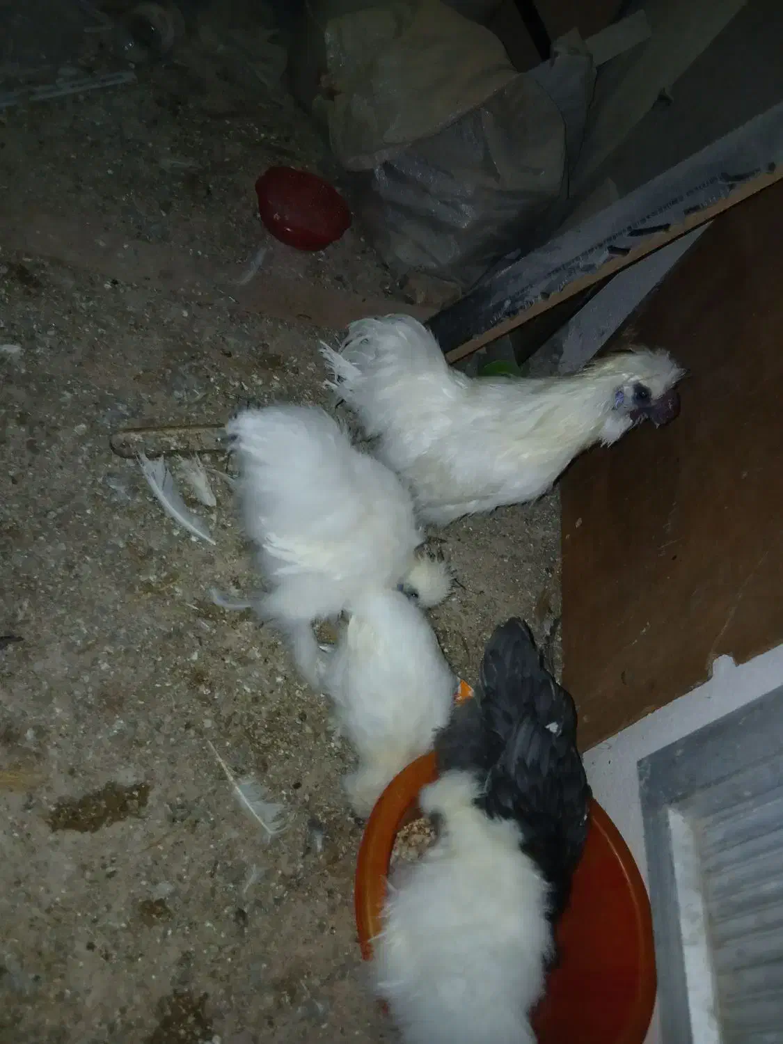 مرغ و خروس ابریشمی و جوجه ابریشمی|حیوانات مزرعه|تبریز, |دیوار