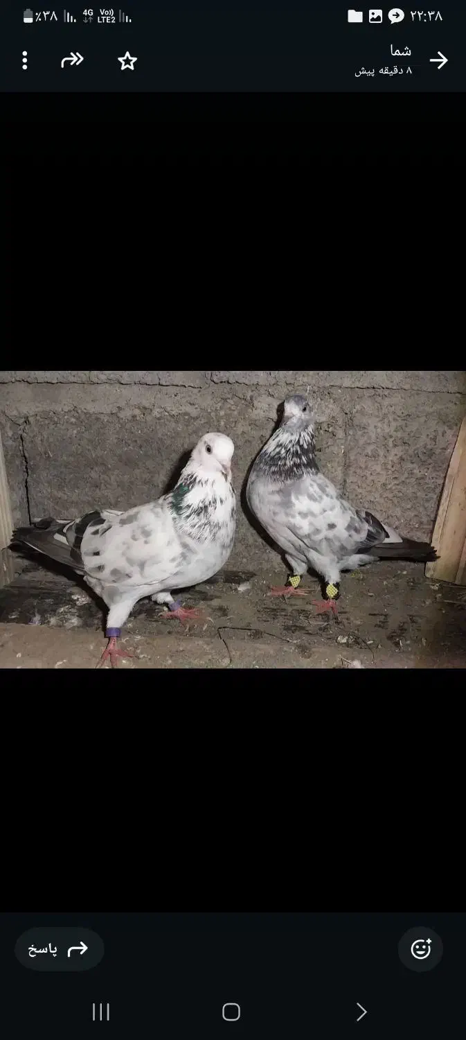 پرنده کبوتر ساعت بالا|پرنده|رامسر, |دیوار