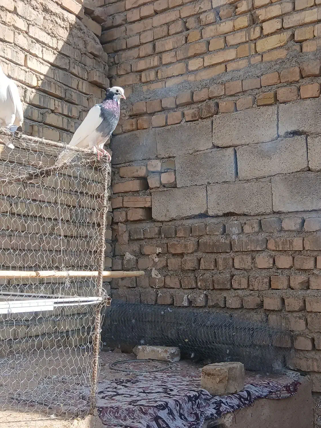 کفترتهرانی سفید|پرنده|شال, |دیوار