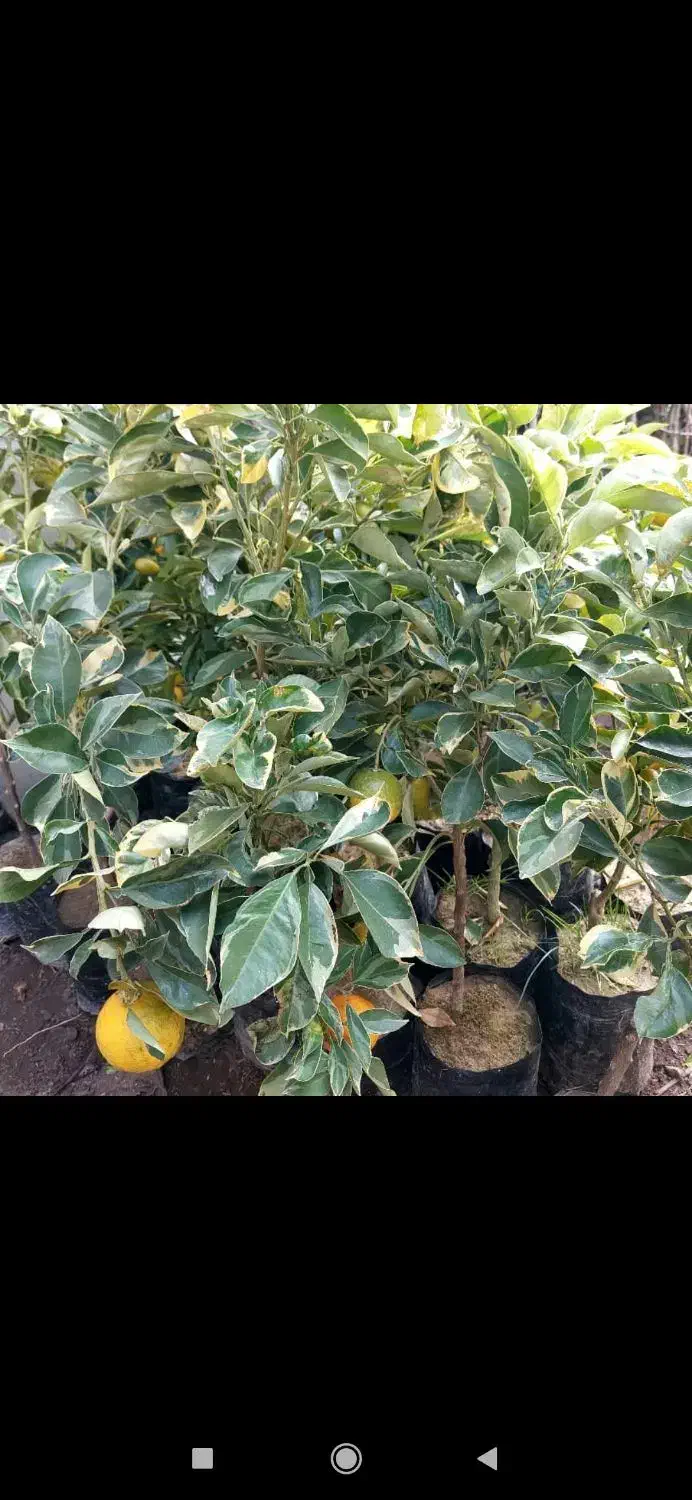 انواع نهال مرکبات و گواوا زرد و قرمز و....|گل و گیاه طبیعی|رودسر, |دیوار