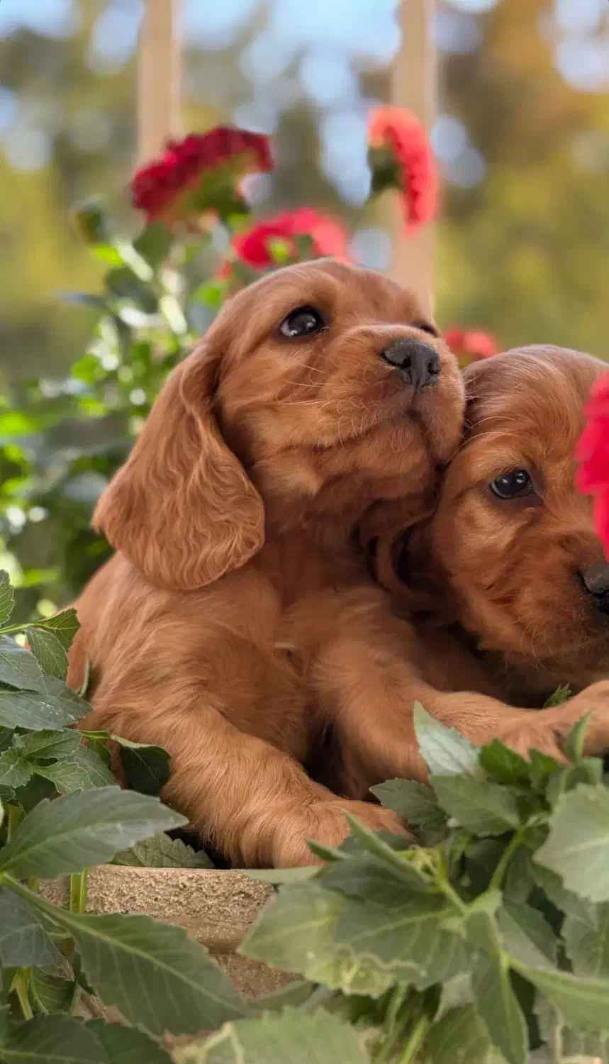 کوکر اسپانیل وارداتی|سگ|مشهد, سجاد شهر|دیوار