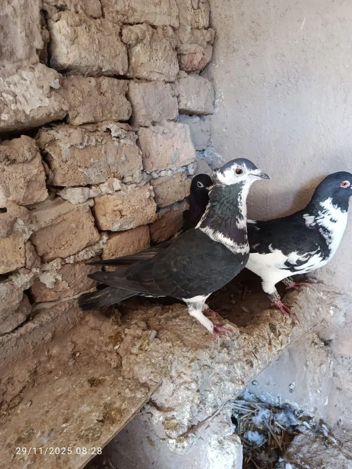 کبوتر|پرنده|نیشابور, قلعه نو|دیوار