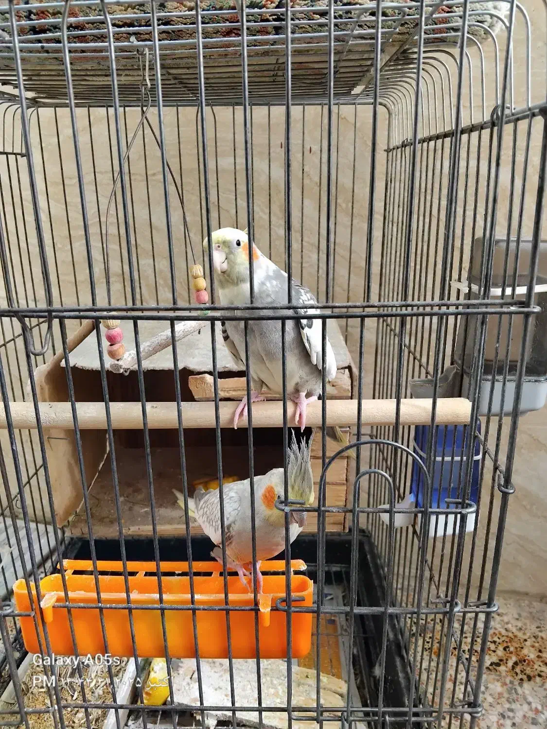 عروس هلندی|پرنده|قدس, شهرقدس|دیوار