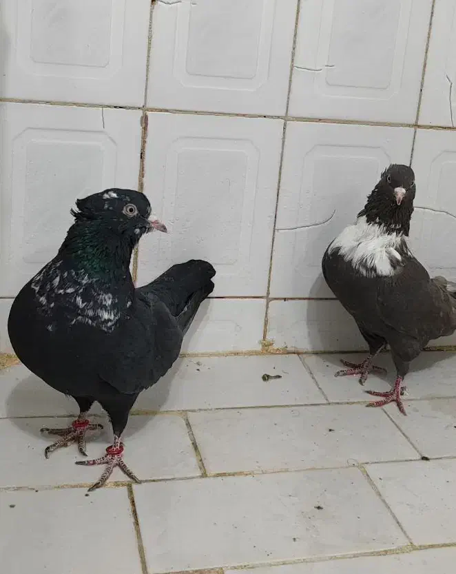 کلاغ رسمی|پرنده|مشهد, هفده شهریور|دیوار