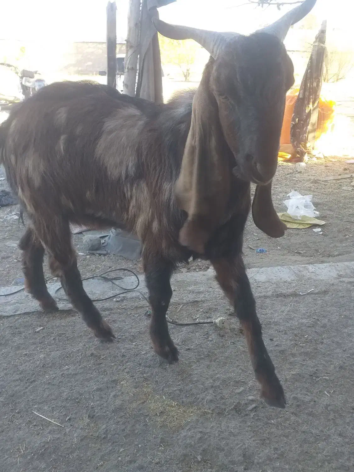 بزغاله پاکستانی ۱۰ ماهه سالم وسرحال|حیوانات مزرعه|مشهد, امیریه|دیوار