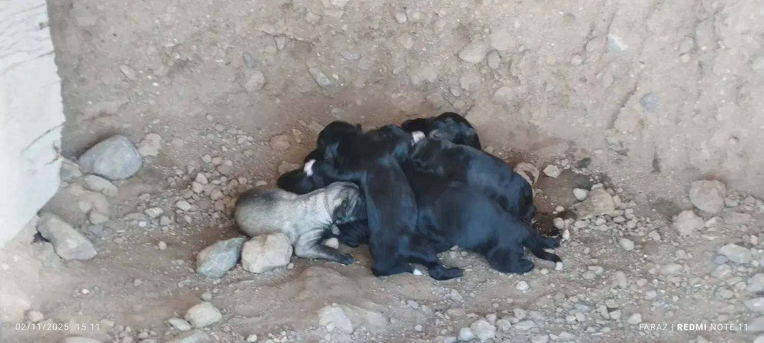 واگذاری توله سگ ماده|سگ|اهر, |دیوار