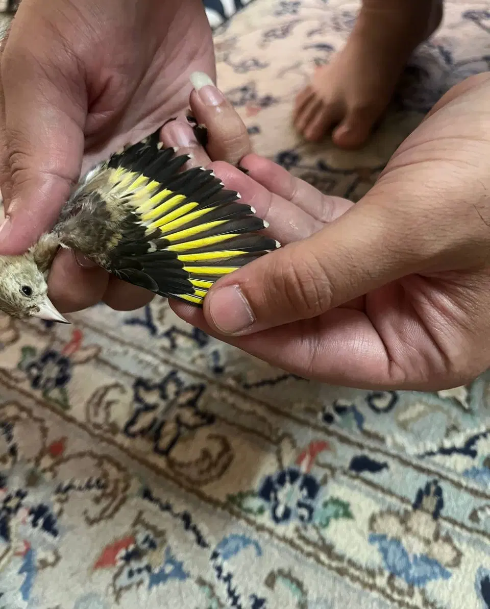 سهره|پرنده|تهران, آهنگ|دیوار