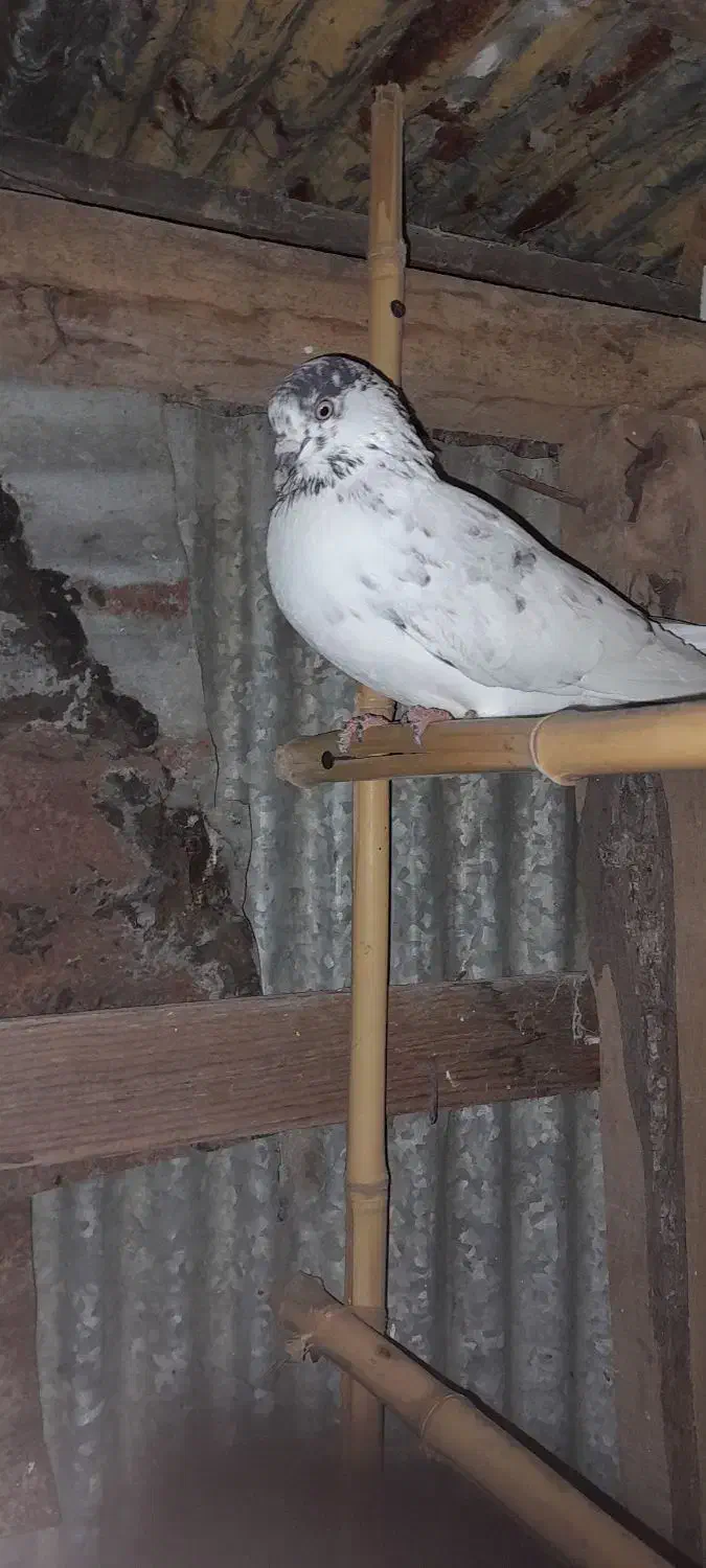 کبوترفروش یامعاوضه|پرنده|رشت, حومه رشت|دیوار