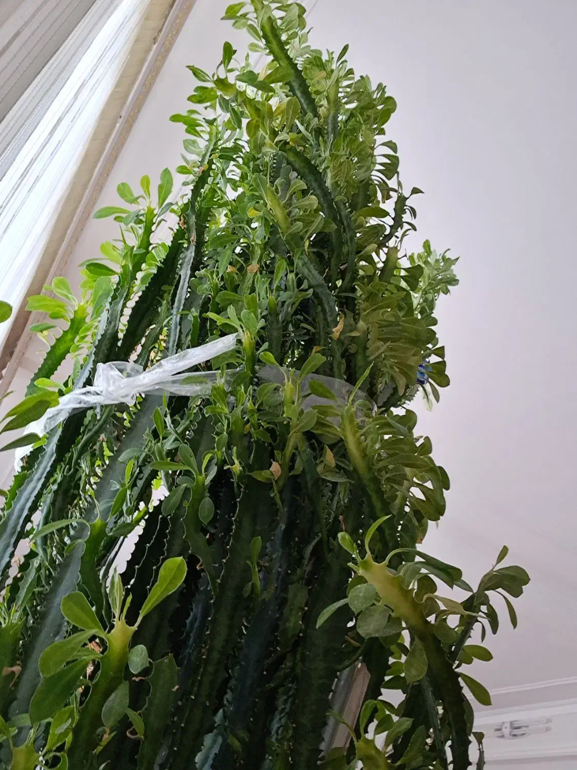 گل کاکتوس افوربیا|گل و گیاه طبیعی|شبستر, |دیوار