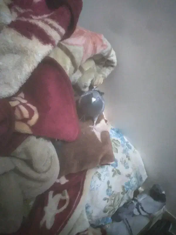 مسابقه ای|پرنده|شاهرود, |دیوار