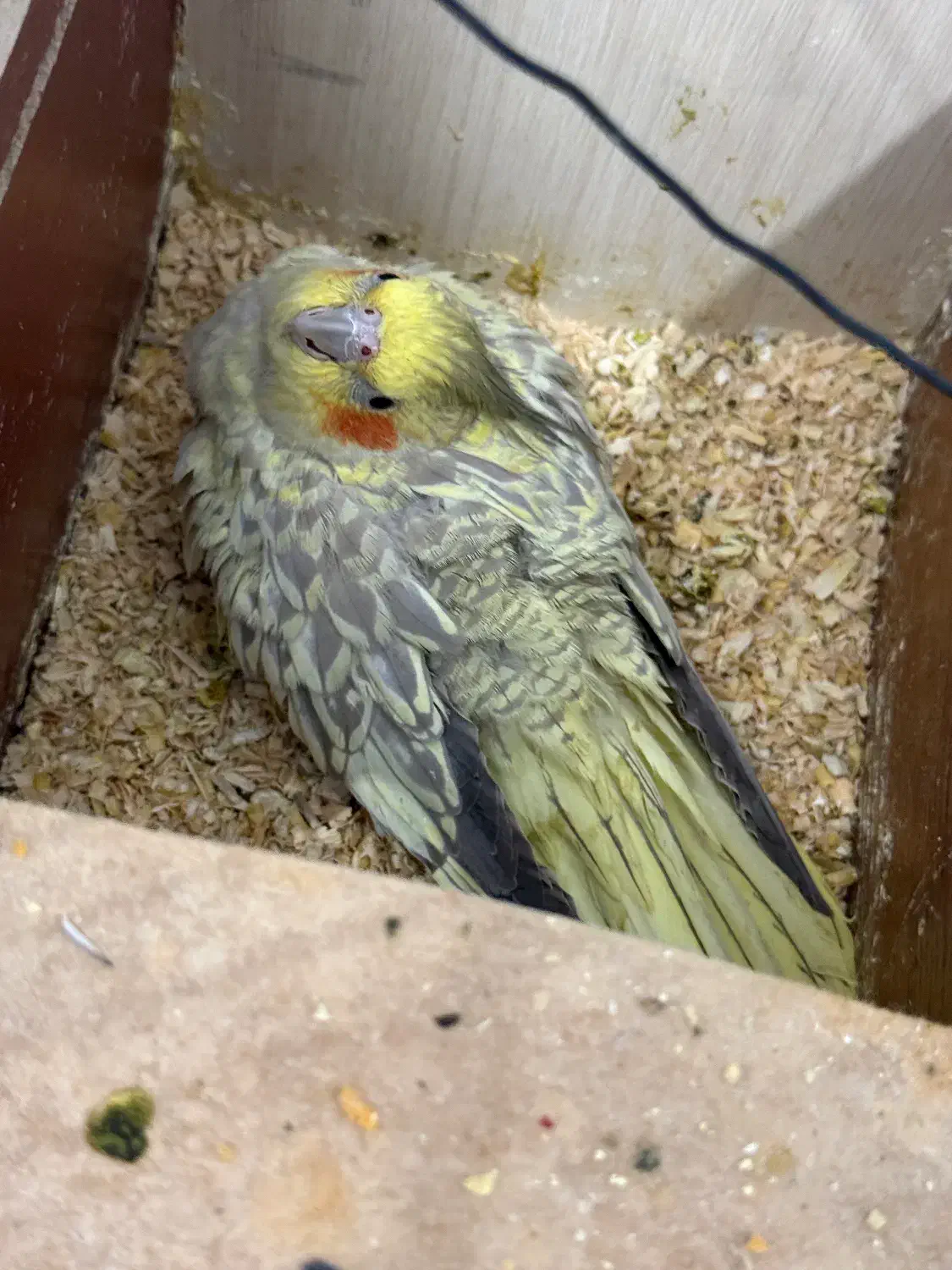 عروس هلندی|پرنده|اهواز, کوی سعدی|دیوار