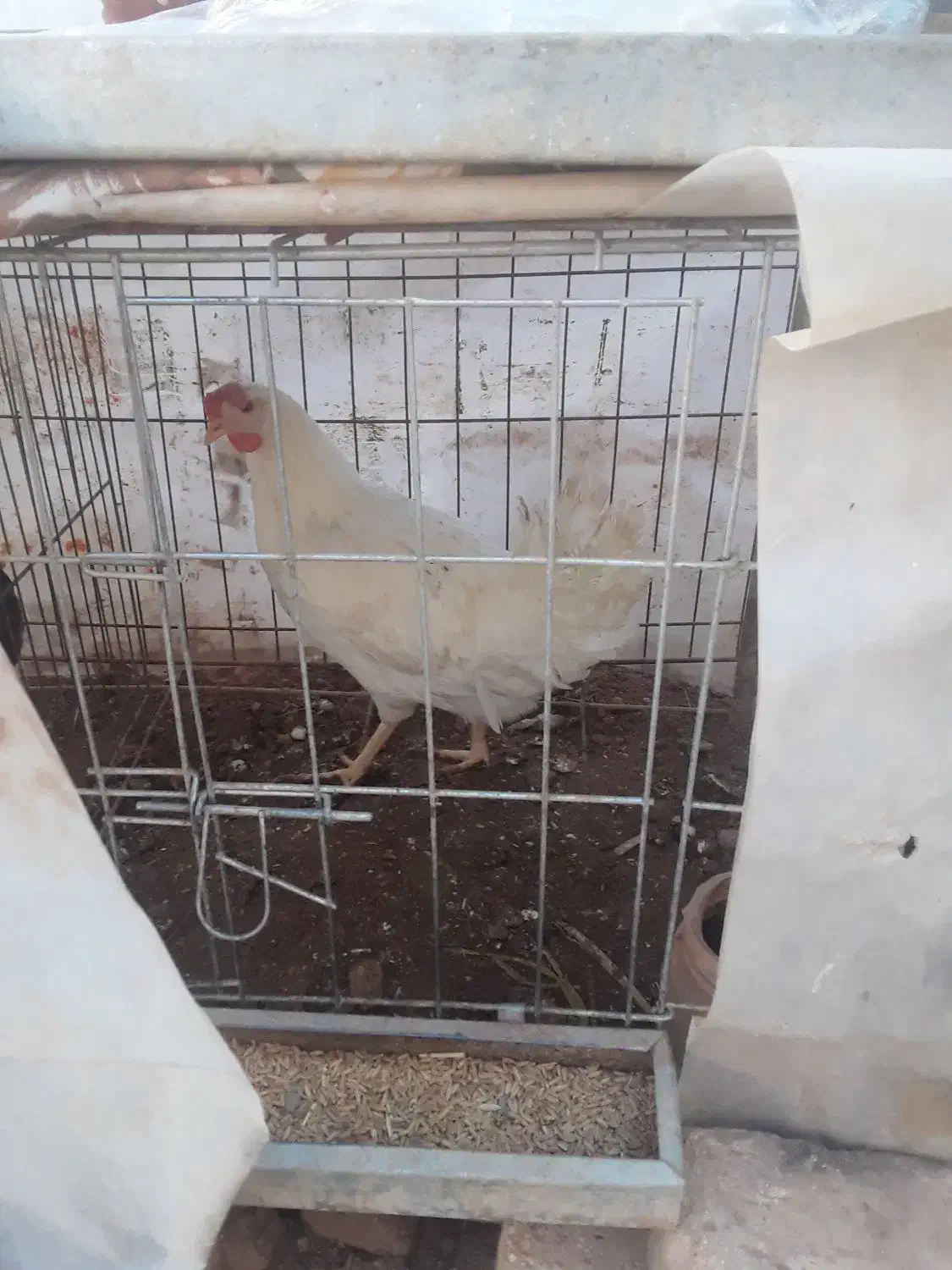 حیوانات|حیوانات مزرعه|باغ بهادران, |دیوار