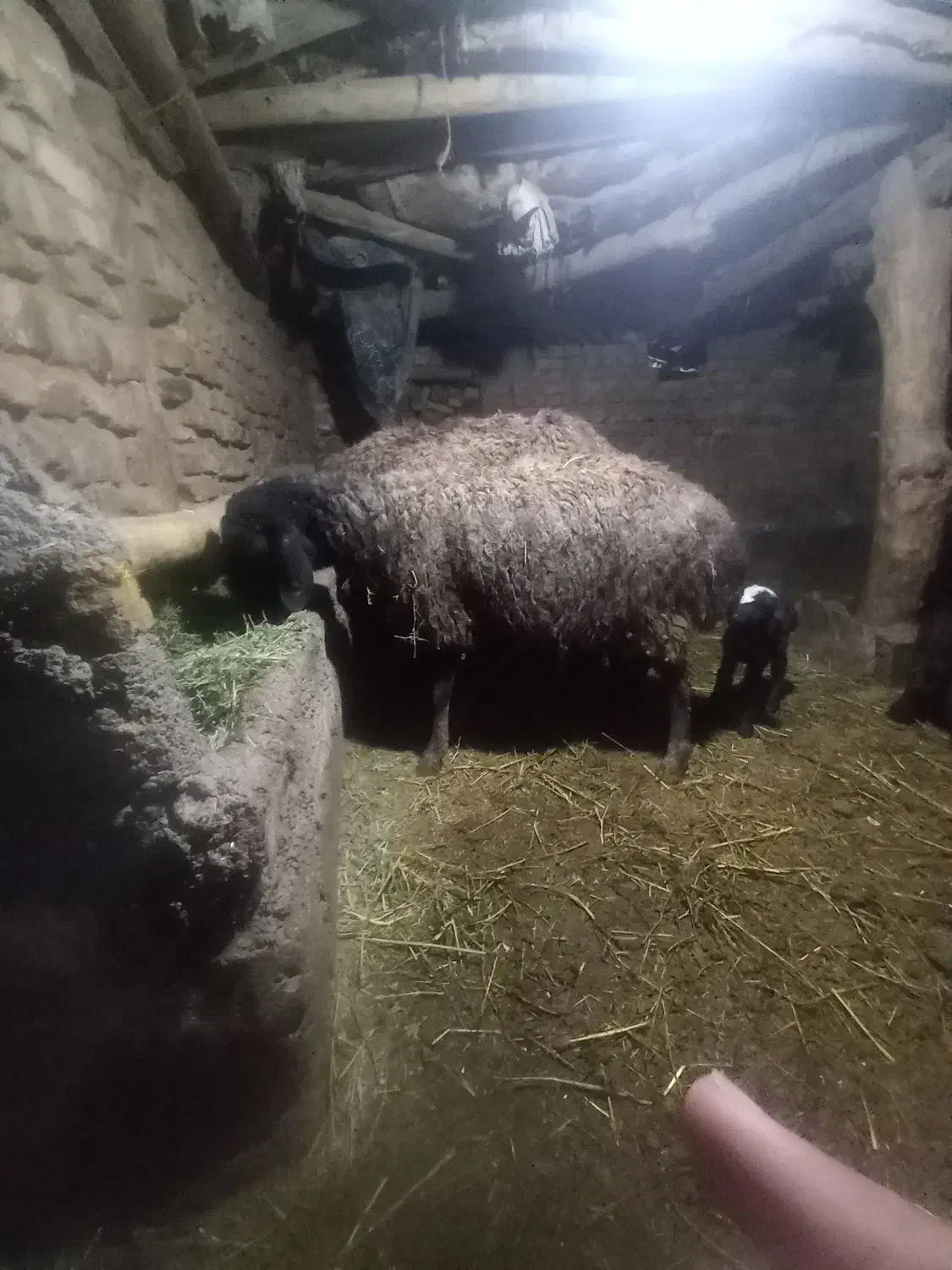 میش بردار|حیوانات مزرعه|بوئین زهرا, |دیوار