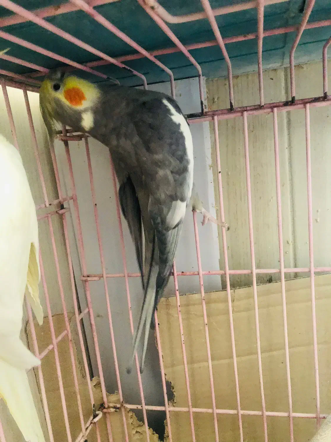 عروس هلندی|پرنده|اصفهان, دشتستان|دیوار