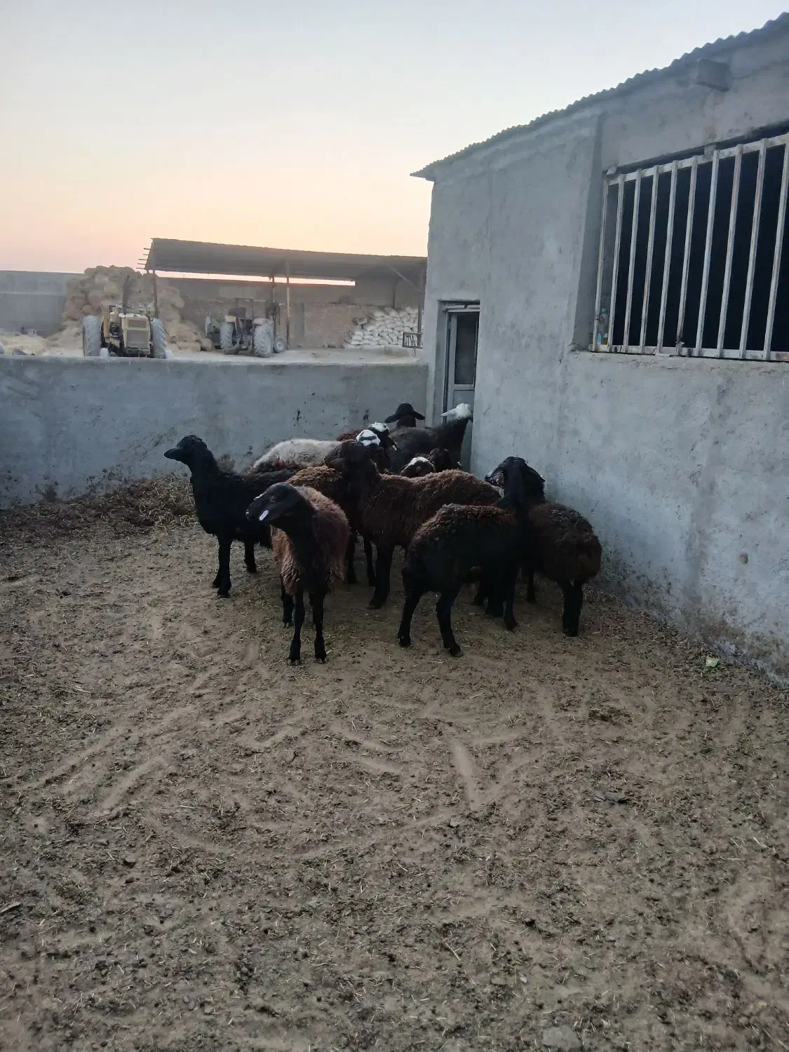 گوسفند زنده باقصاب شبانه روزی|حیوانات مزرعه|نسیمشهر, |دیوار