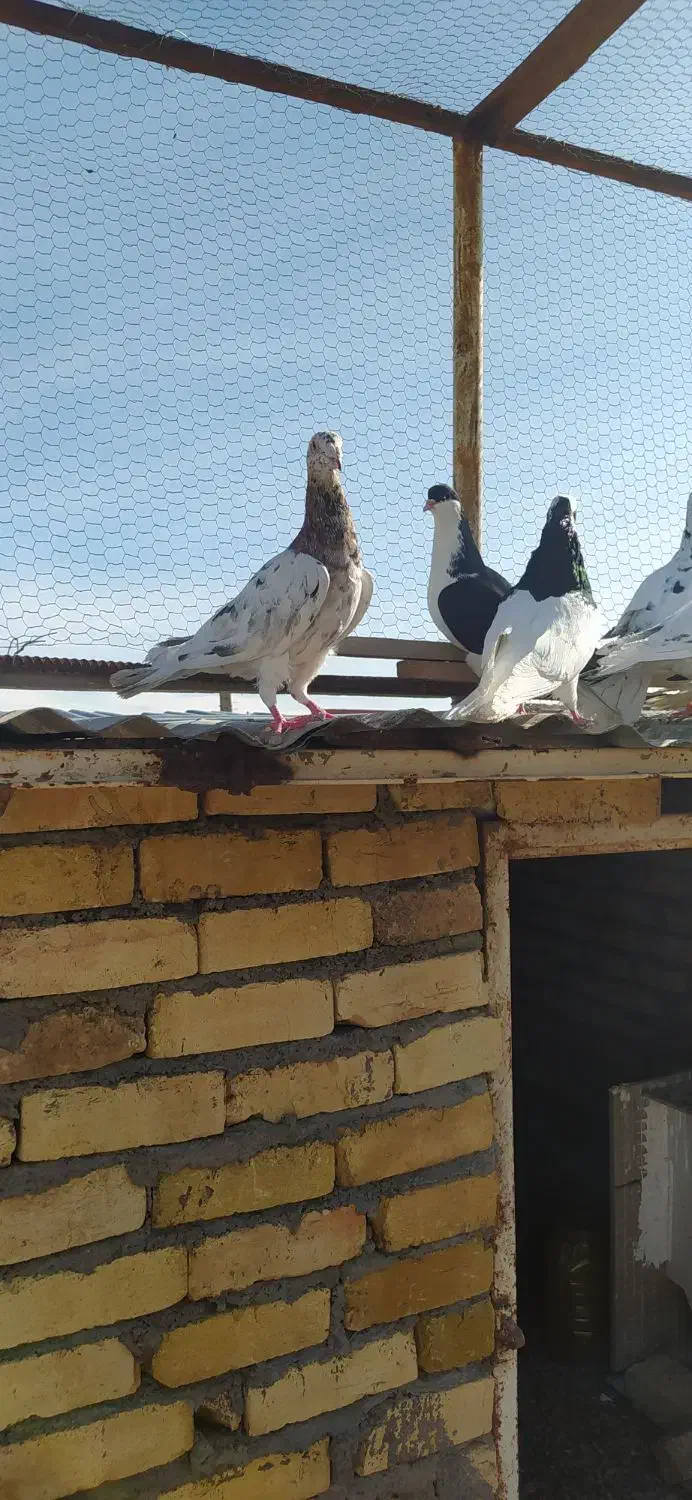 دسته ۲۶تایی کفتر رنگی|پرنده|ضیاء آباد, |دیوار