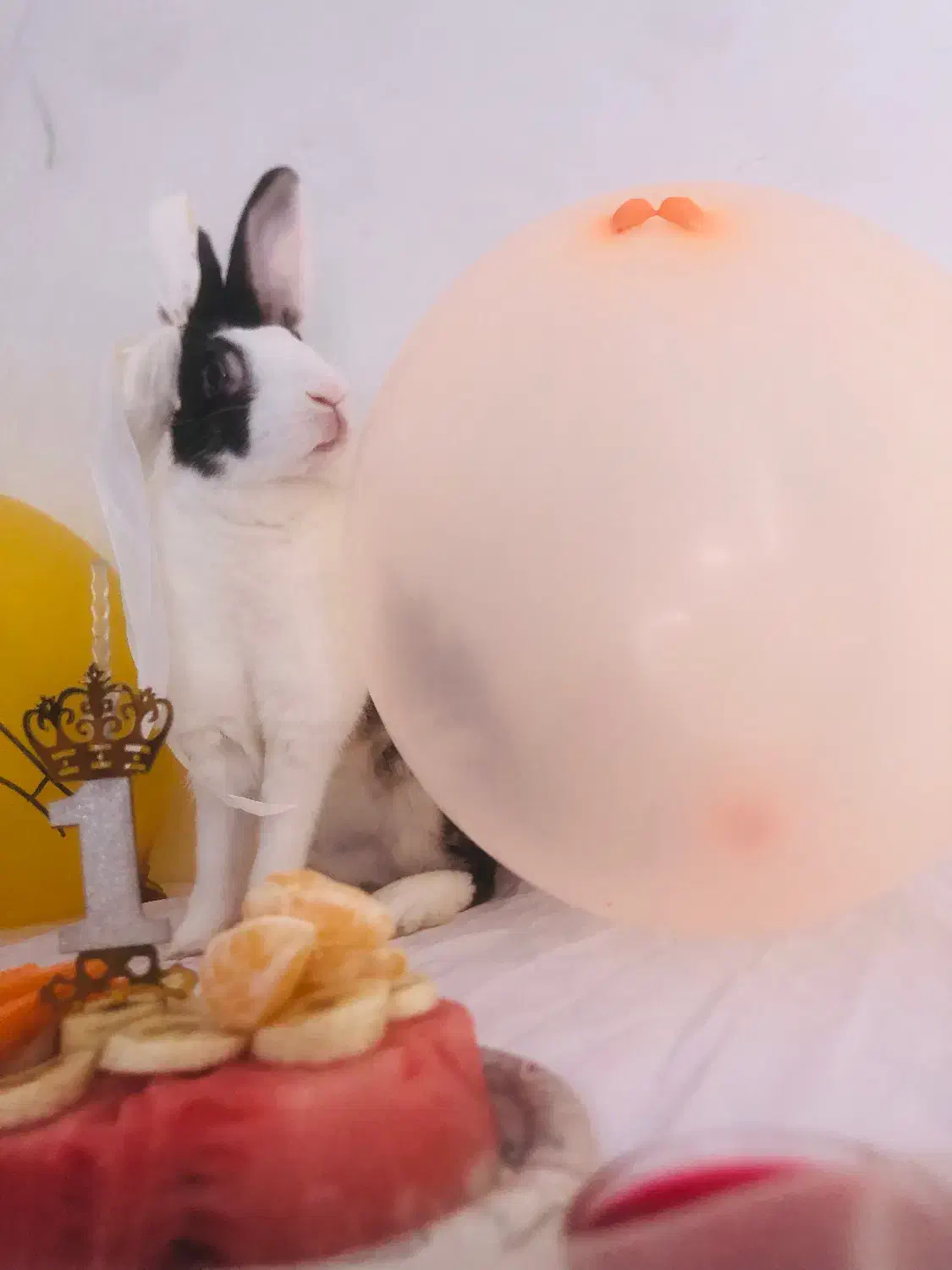 واگذاری خرگوش|موش و خرگوش|تربت جام, جامی|دیوار