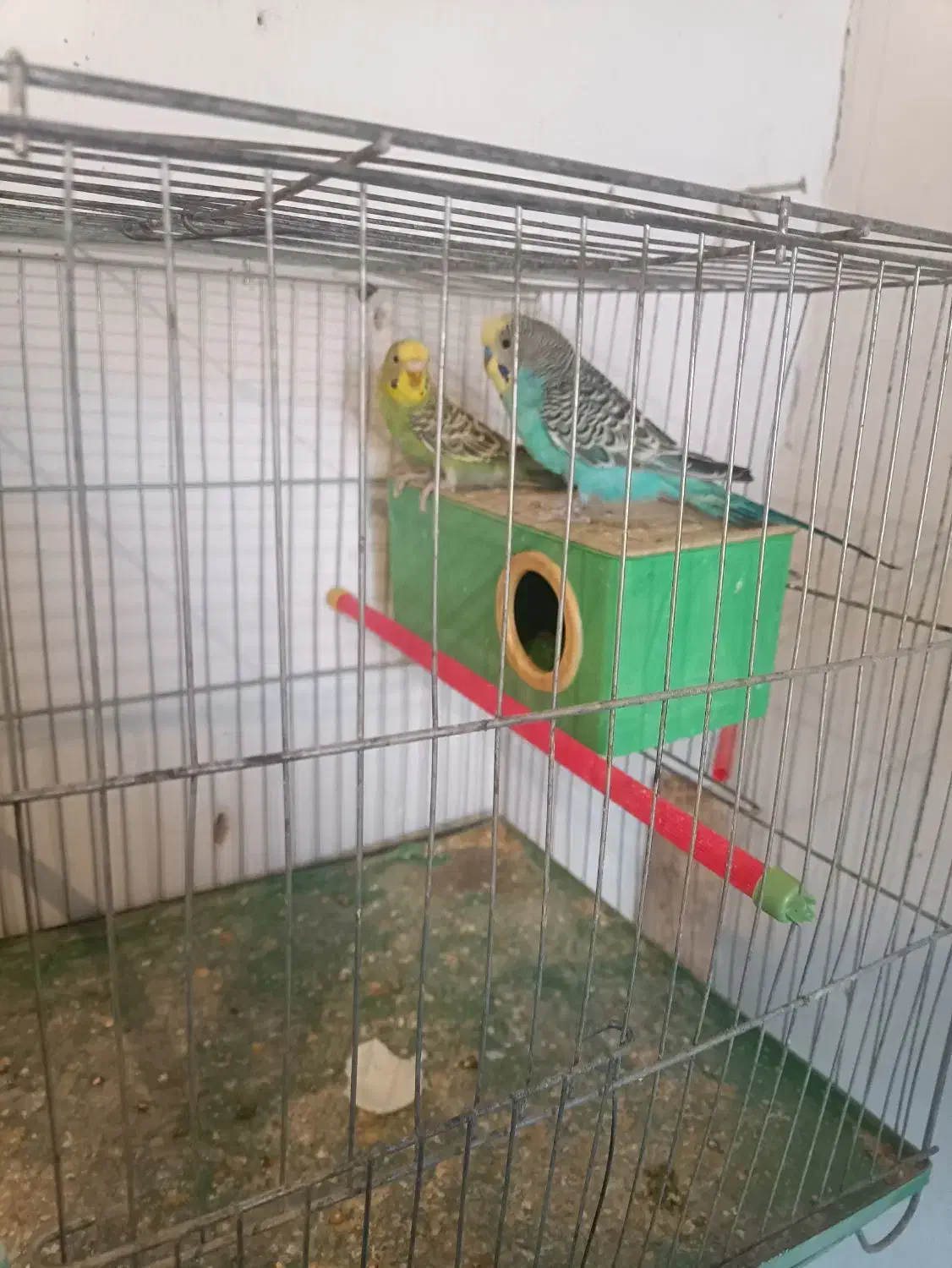 یک‌جفت‌کوتوله‌ودوجفت‌مرغ‌عشق‌مولد|پرنده|آذرشهر, |دیوار