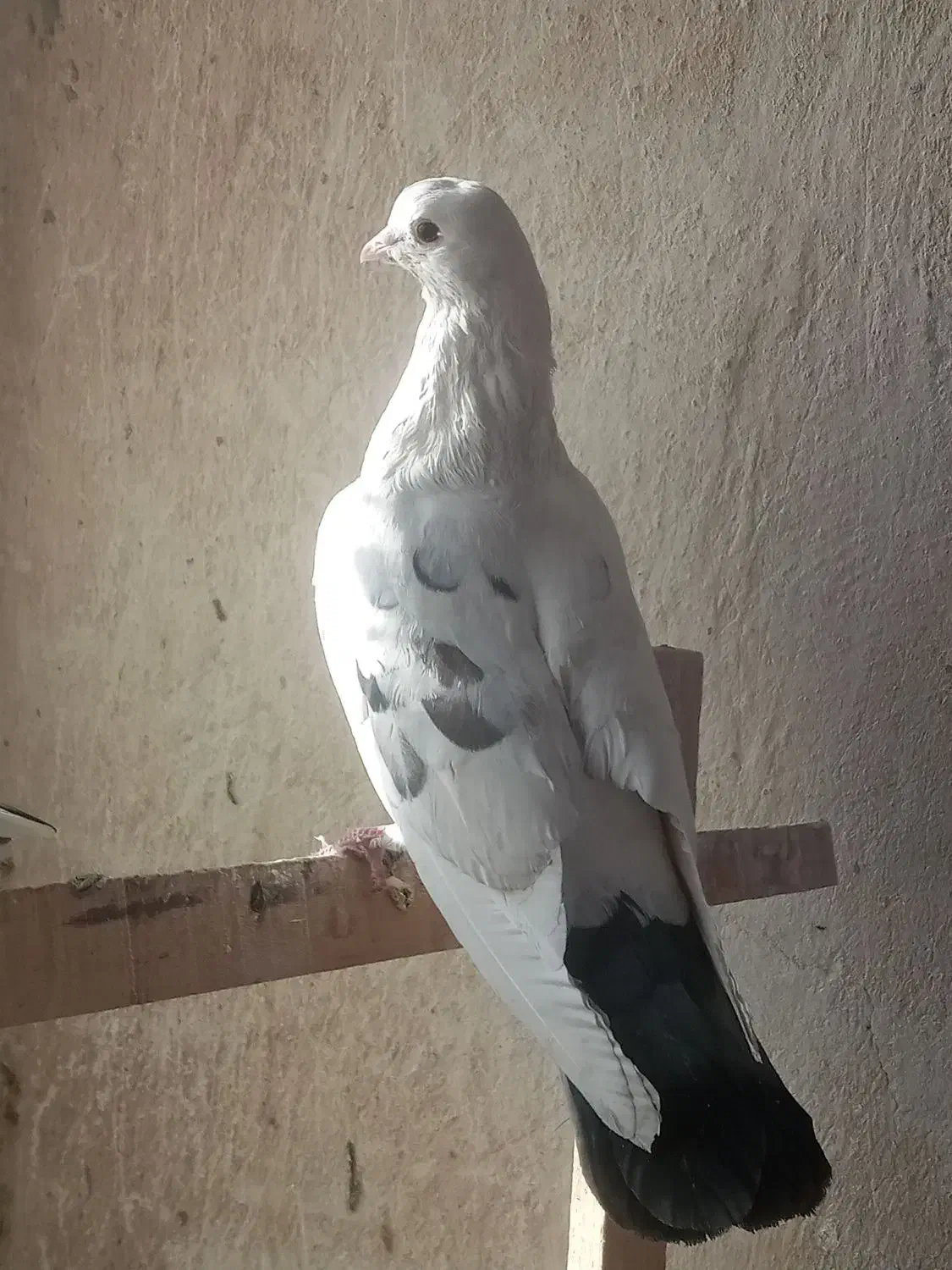 ۸ تا حیون|پرنده|تهران, مشیریه|دیوار