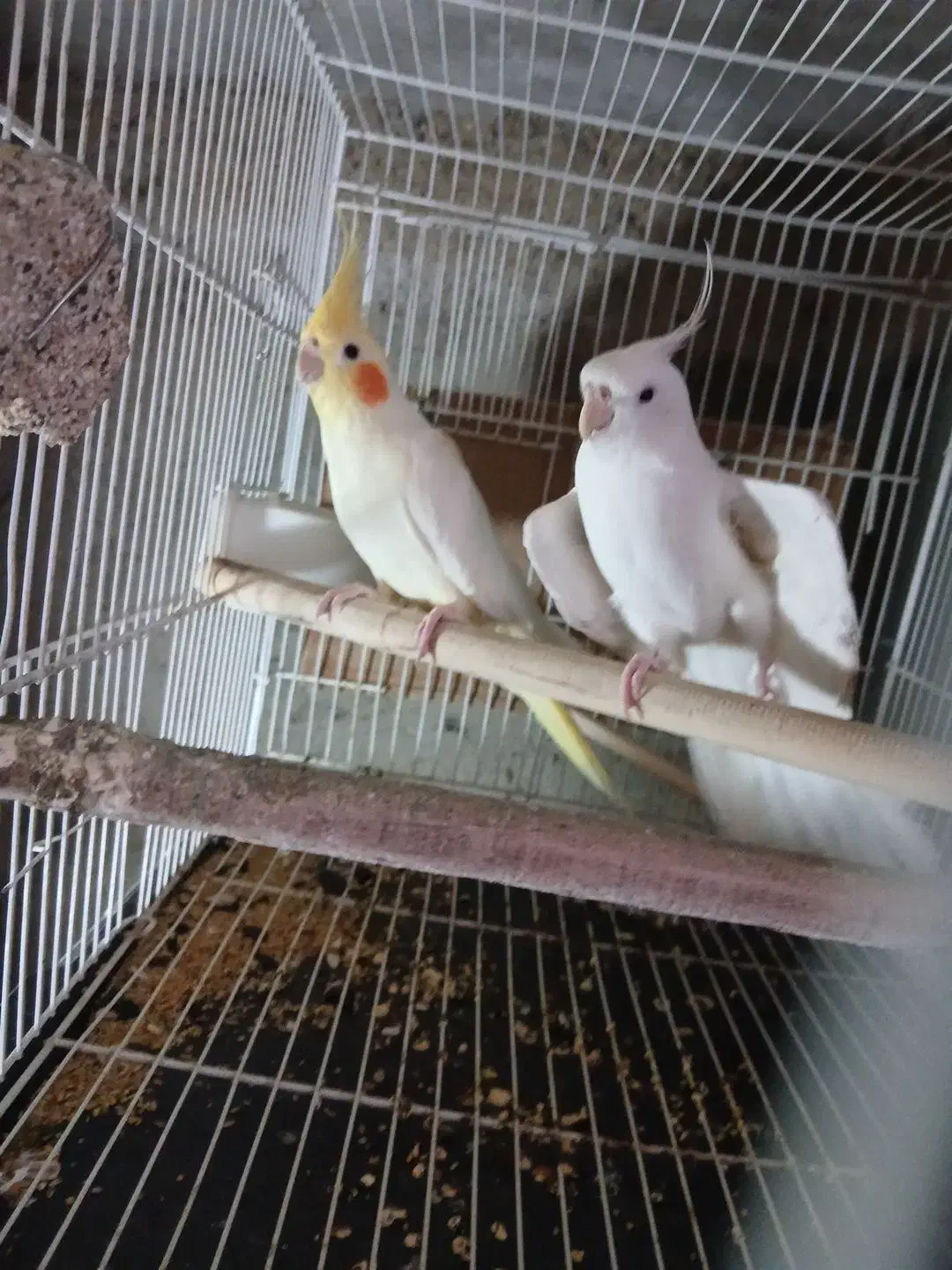 بی جواب|پرنده|آزادشهر, |دیوار