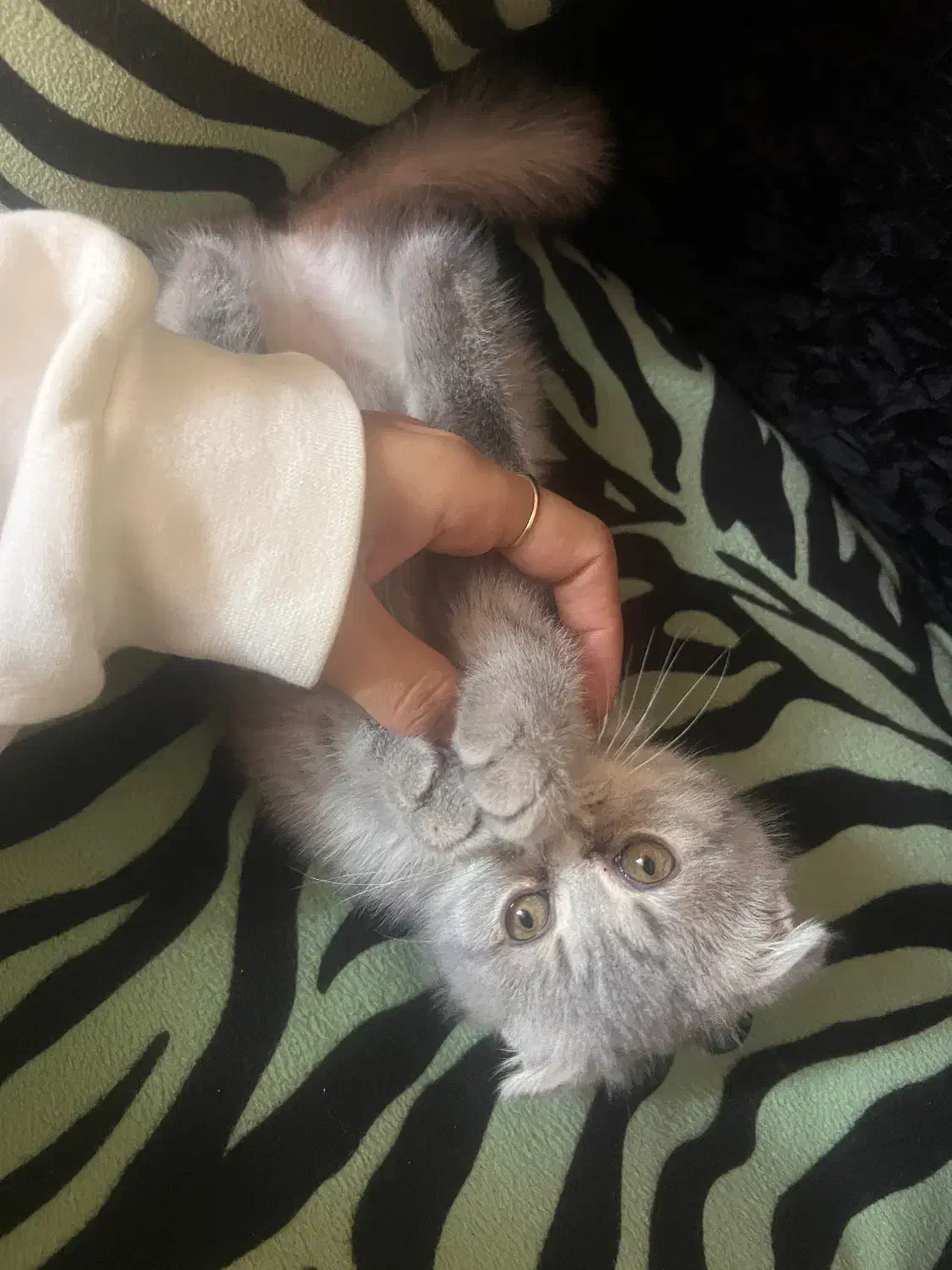 بچه گربه اسکاتیش ۱۳ م + ۴ م وسیله رایگان|گربه|کرمان, |دیوار