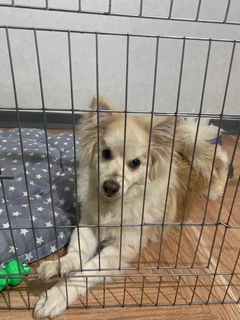 واگذاری پامر روباهی|سگ|صدرا-فارس, فاز ۱|دیوار