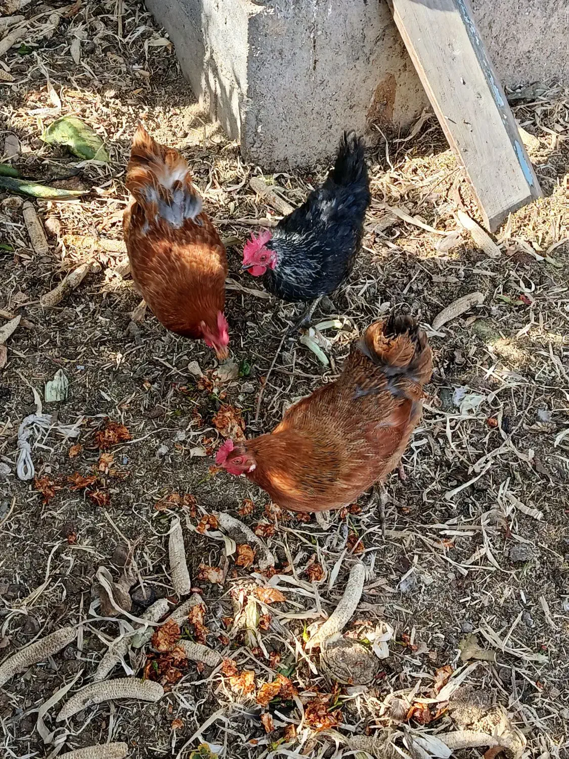 سه عدد مرغ|حیوانات مزرعه|شبستر, |دیوار