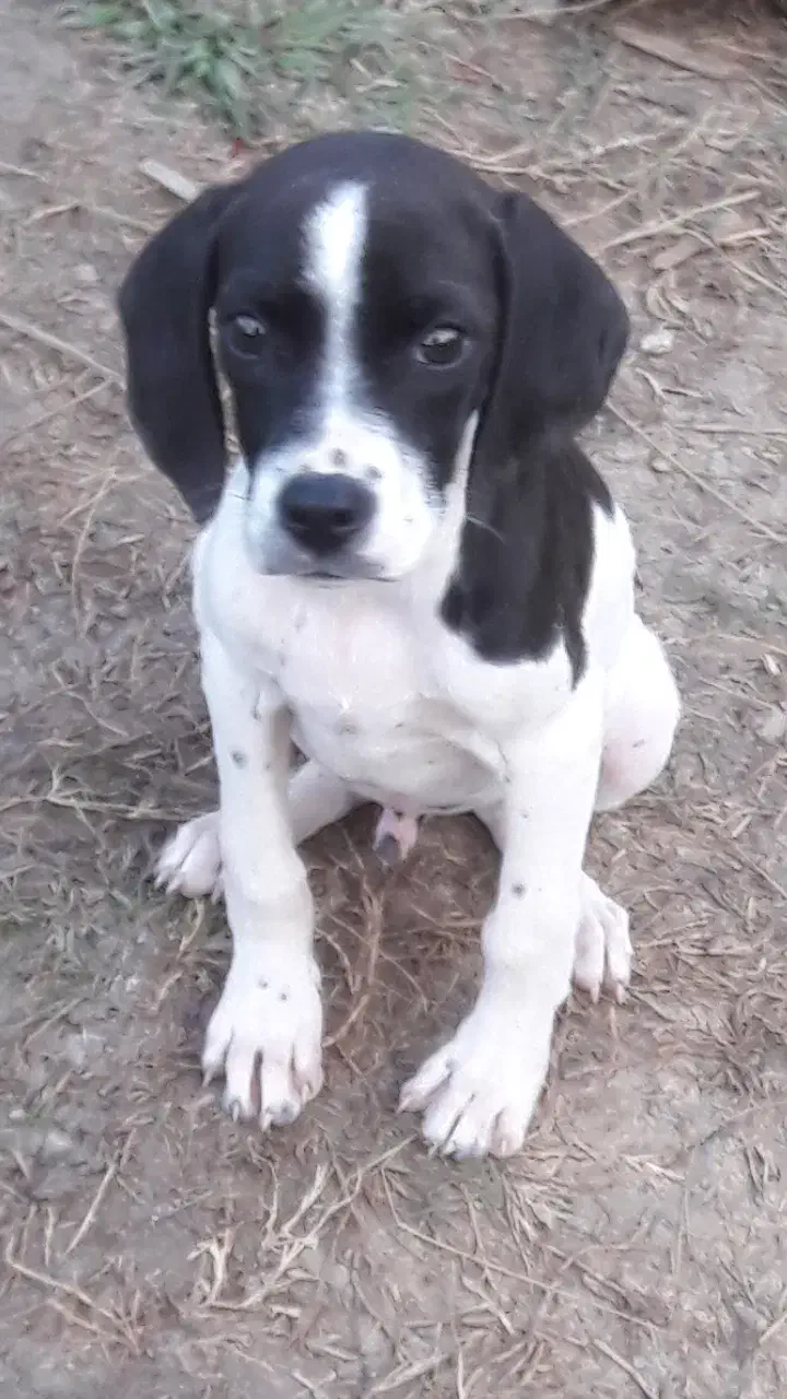 واگذاری پینتر اینگلیس شکاری|سگ|فومن, |دیوار