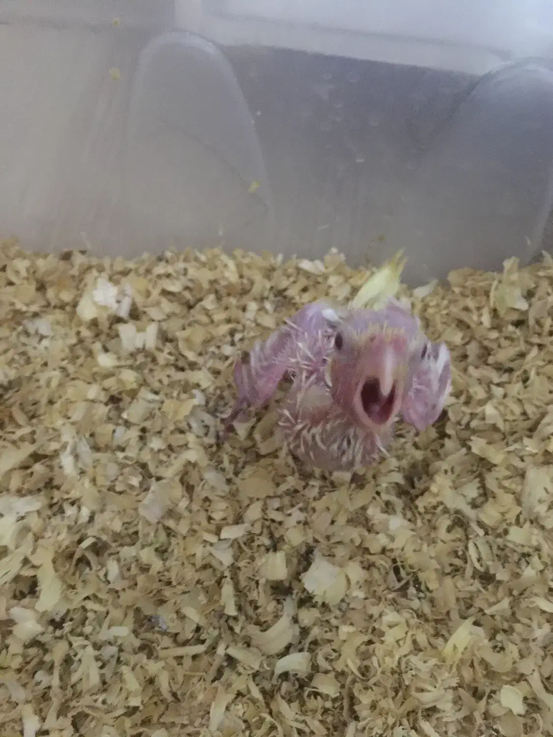 عروس هلندی سرلاکی|پرنده|میانه, |دیوار