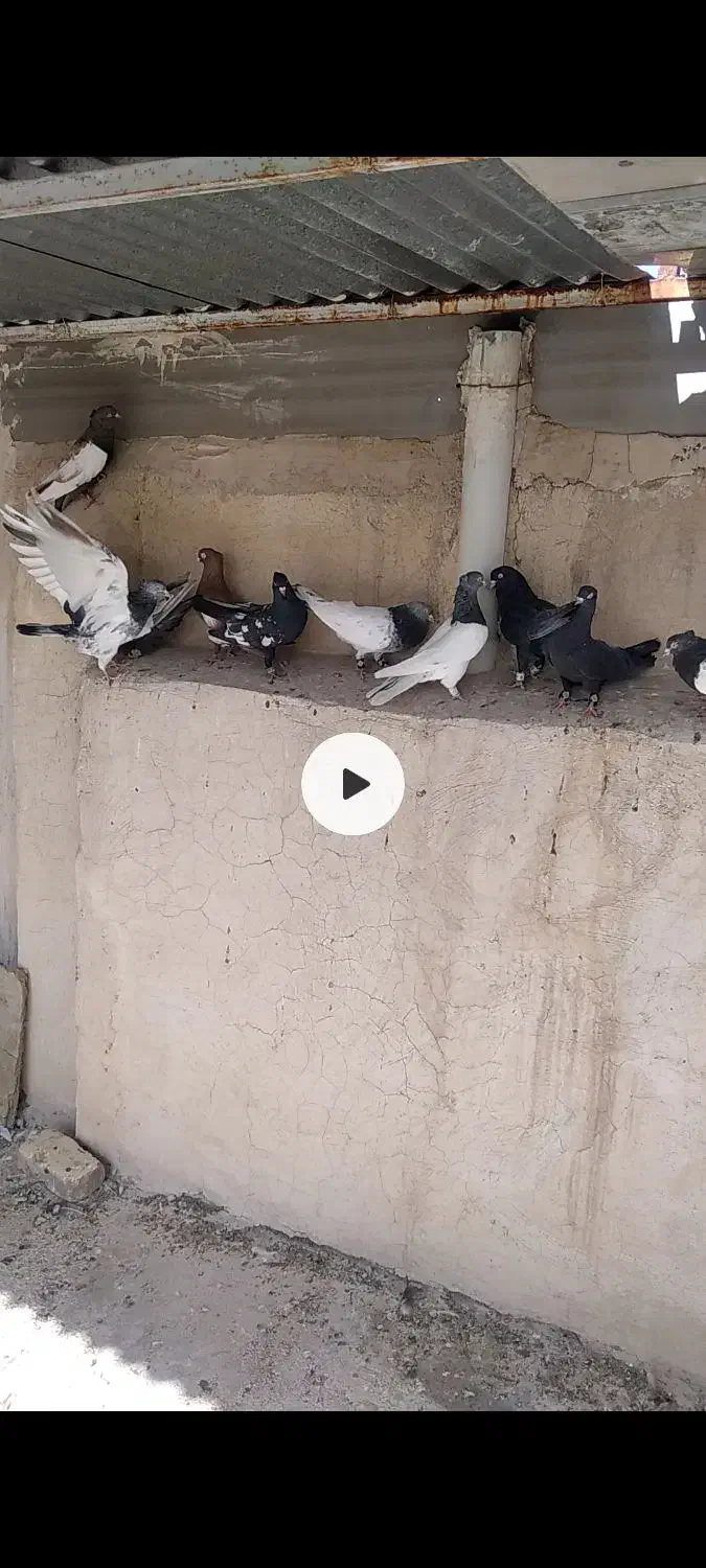 کفتر بهبونی|پرنده|شیراز, شهرک گلها|دیوار