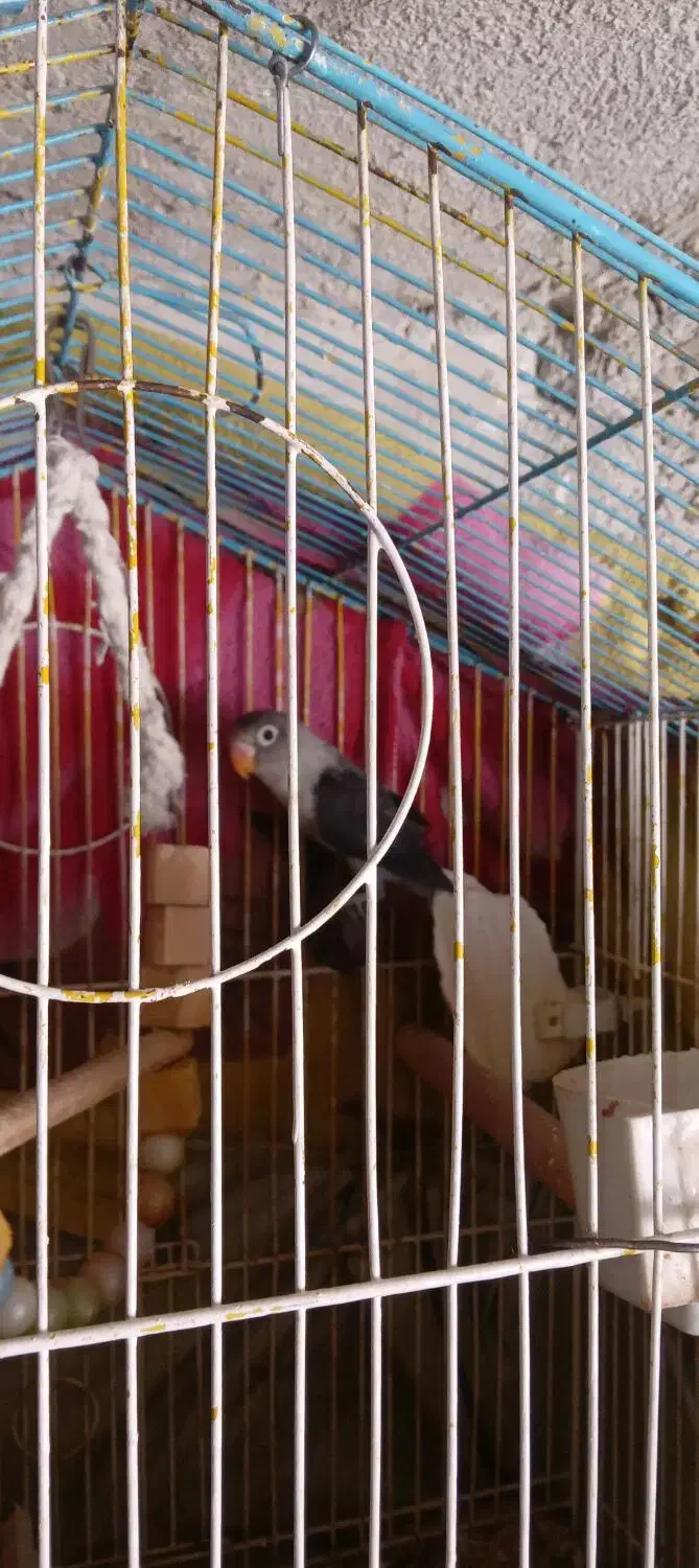 طوطی برزیلی|پرنده|ایلام, |دیوار