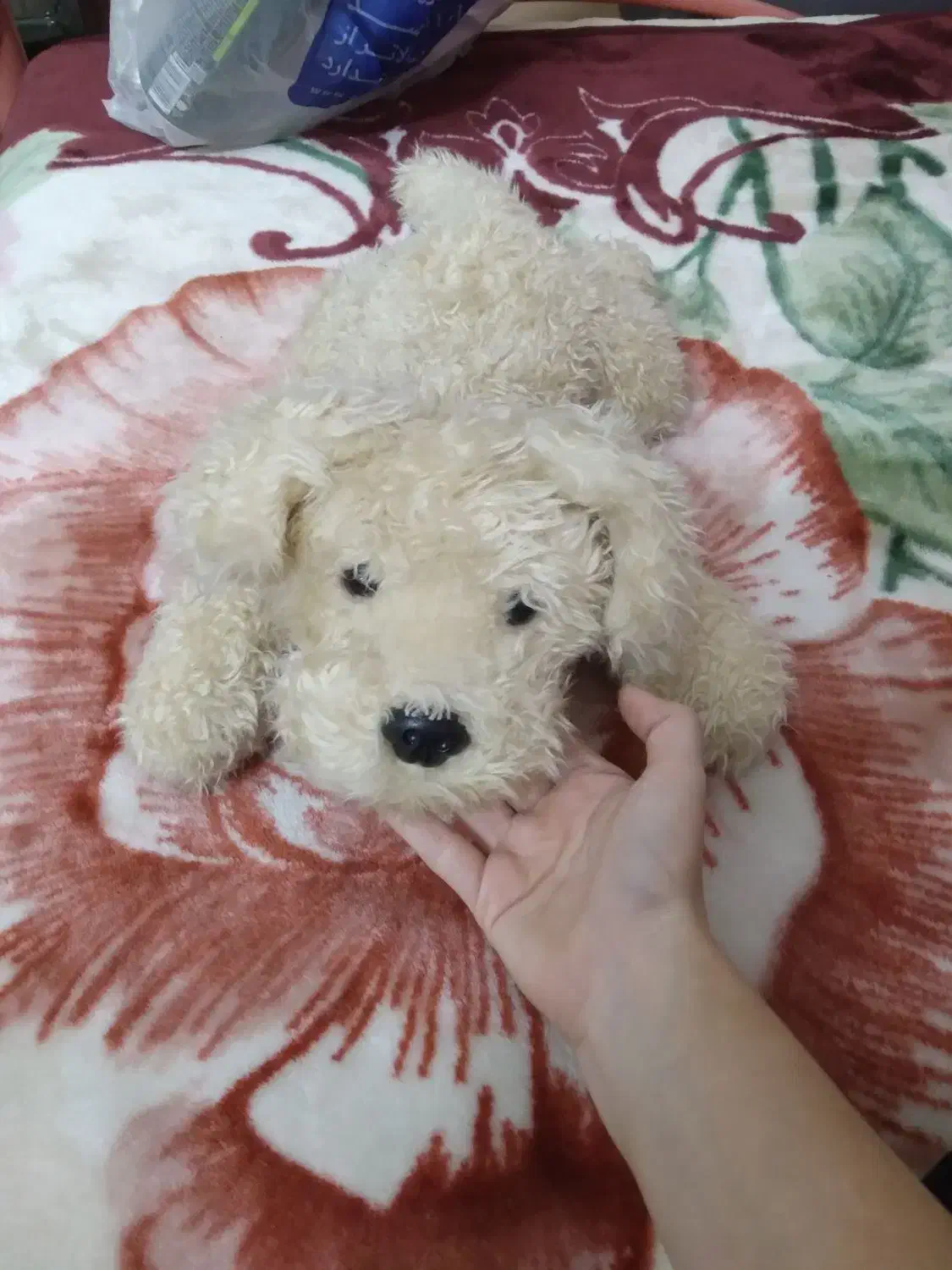 عروسک سگ|اسباببازی بچه|ساری, |دیوار