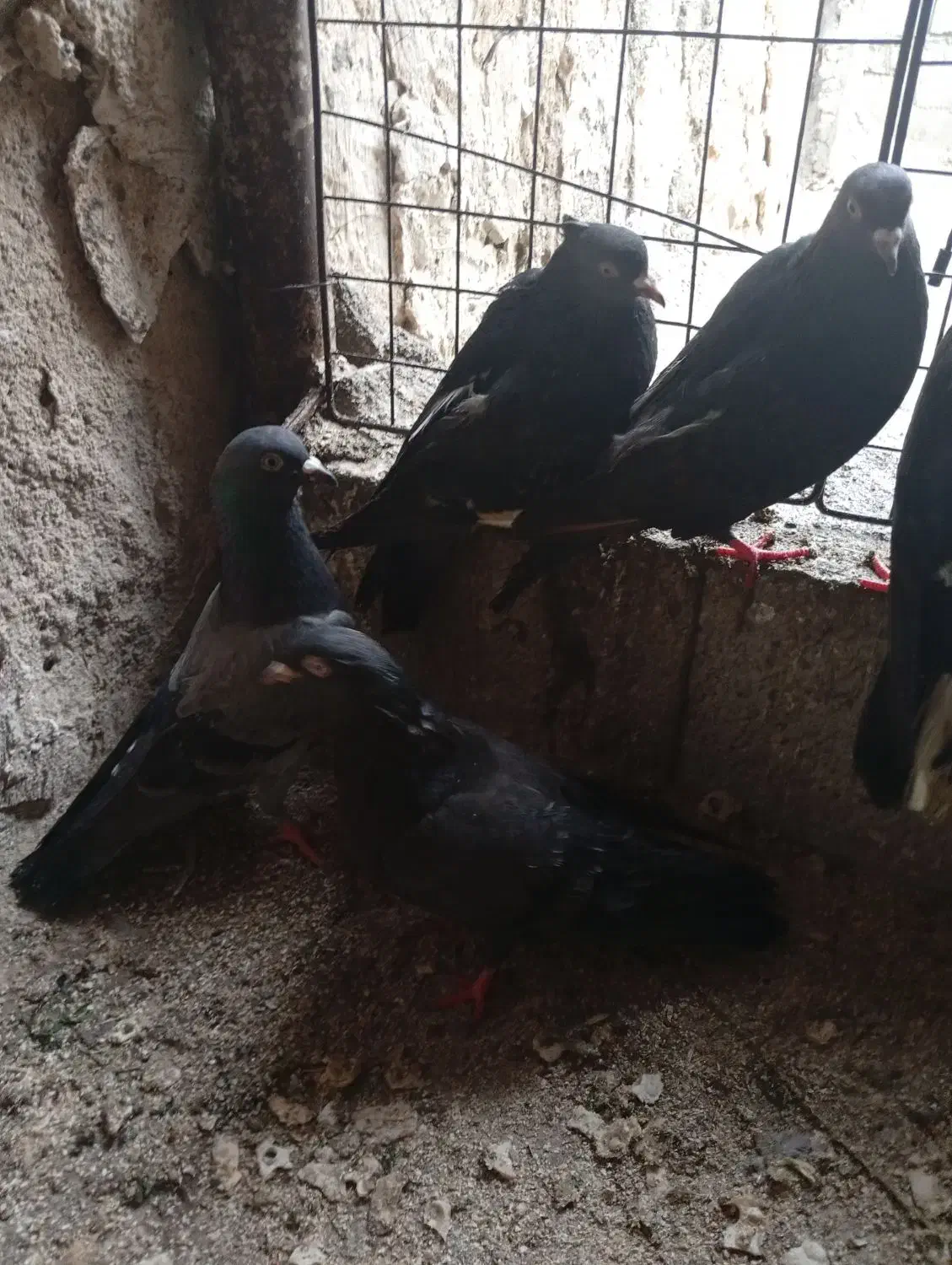 کبوتر|پرنده|خورموج, |دیوار