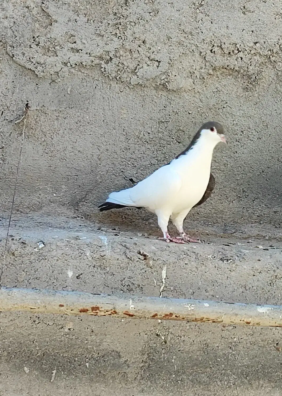 کفتر کبوتر چپ دم سینه پشت|پرنده|کاشمر, |دیوار